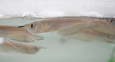 Silver Arowana - size 7”-8”